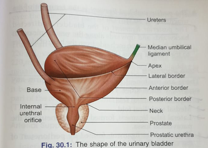 Anatomy and Physiology homework question answer, step 1, image 3